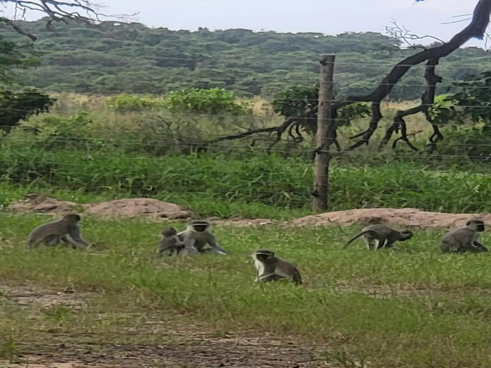Ihlozi Bush Lodge Hluhluwe Bagian luar foto
